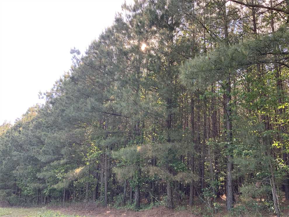 566 Acre Managed Hunting Tract minutes from Kentucky Lake in Benton County! Real estate listing