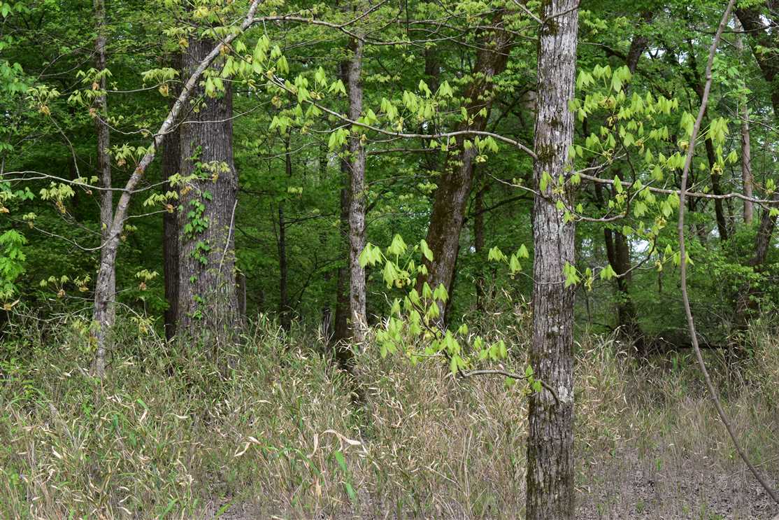 Land for sale to buy in 71857 zip code
