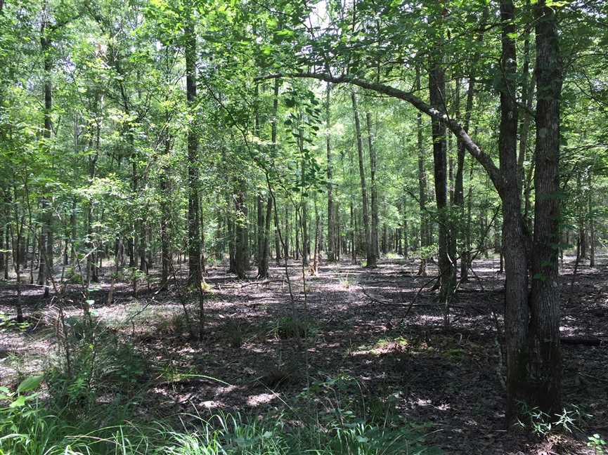 Land for sale at