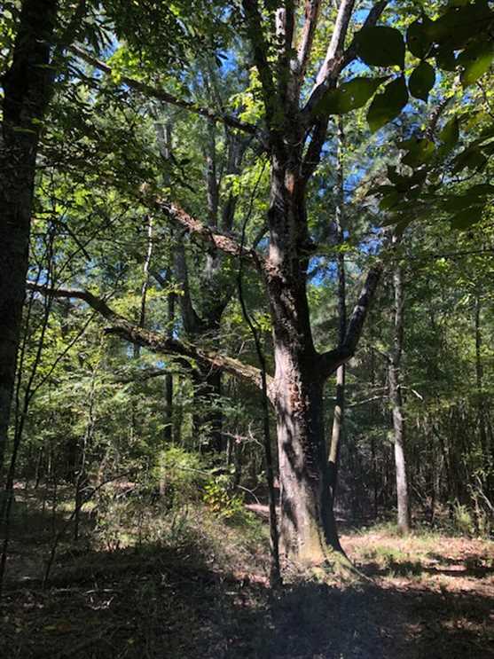 147 Acres of Land for Sale in leake County, Mississippi