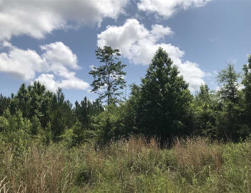 70 Acres of Land for sale in sumter County, Alabama