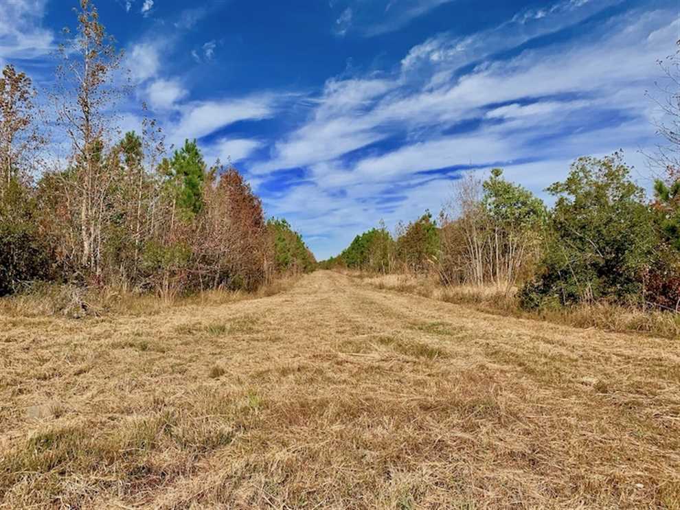 162.49 Acres of Timber and Hunting Land For Sale in Craven County NC! Real estate listing