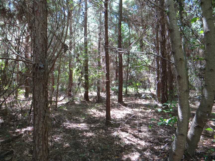 Timberland real estate available to buy