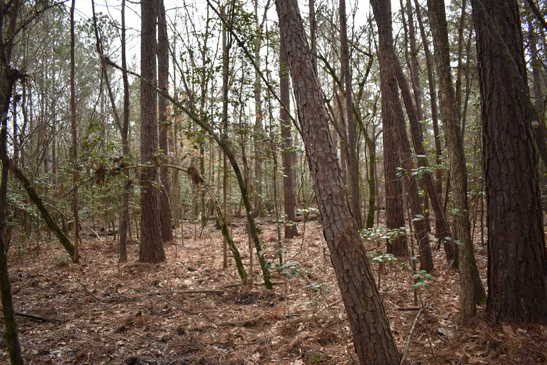 40 Acres of Land for Sale in nevada County, Arkansas