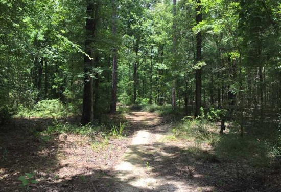 240 Acres of Land for Sale in ouachita County Louisiana