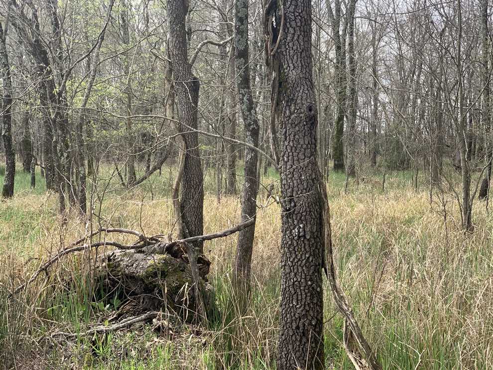 170 Acres of Land for sale in woodruff County, Arkansas