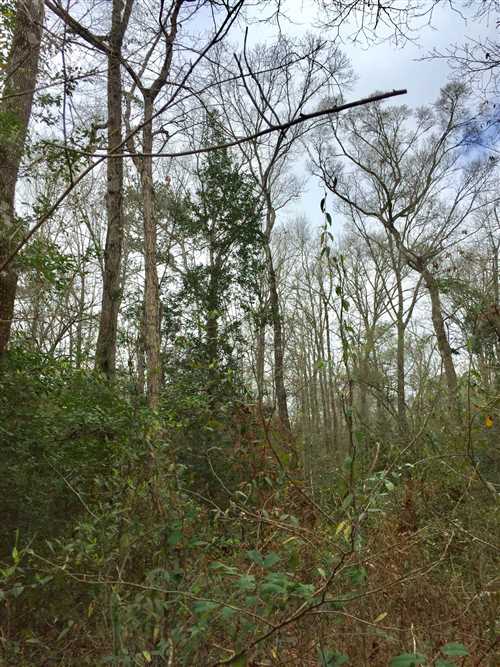 beauregard County, Louisiana property for sale