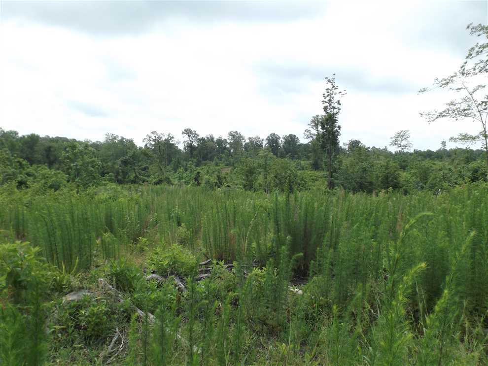 40 Acres of Land for sale in ashley County, Arkansas