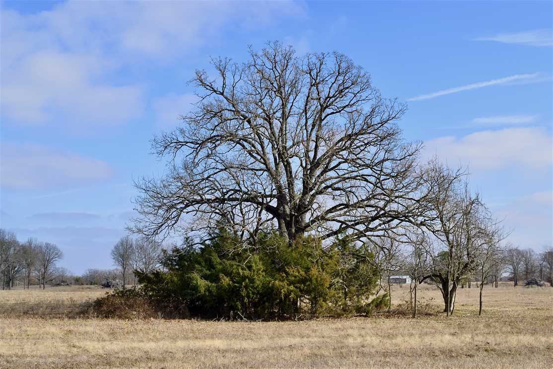 Lamar County Line Homestead Real estate listing