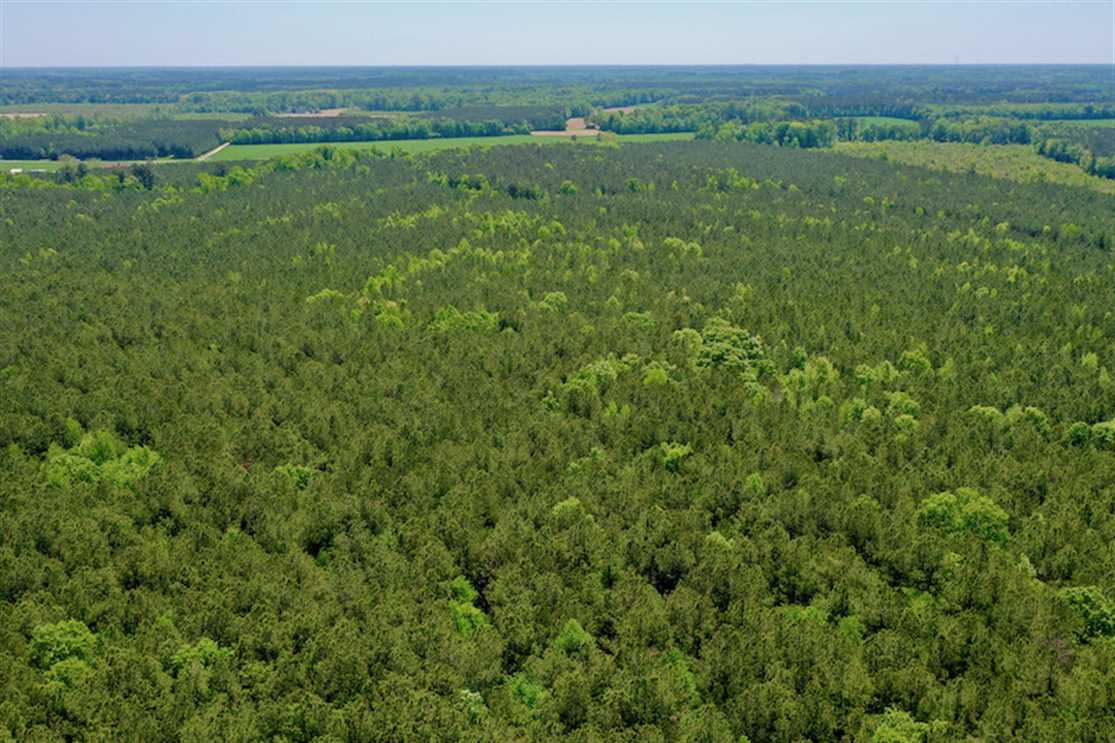 17.7 acres of Hunting and Timberland for Sale in Hertford County NC! Real estate listing