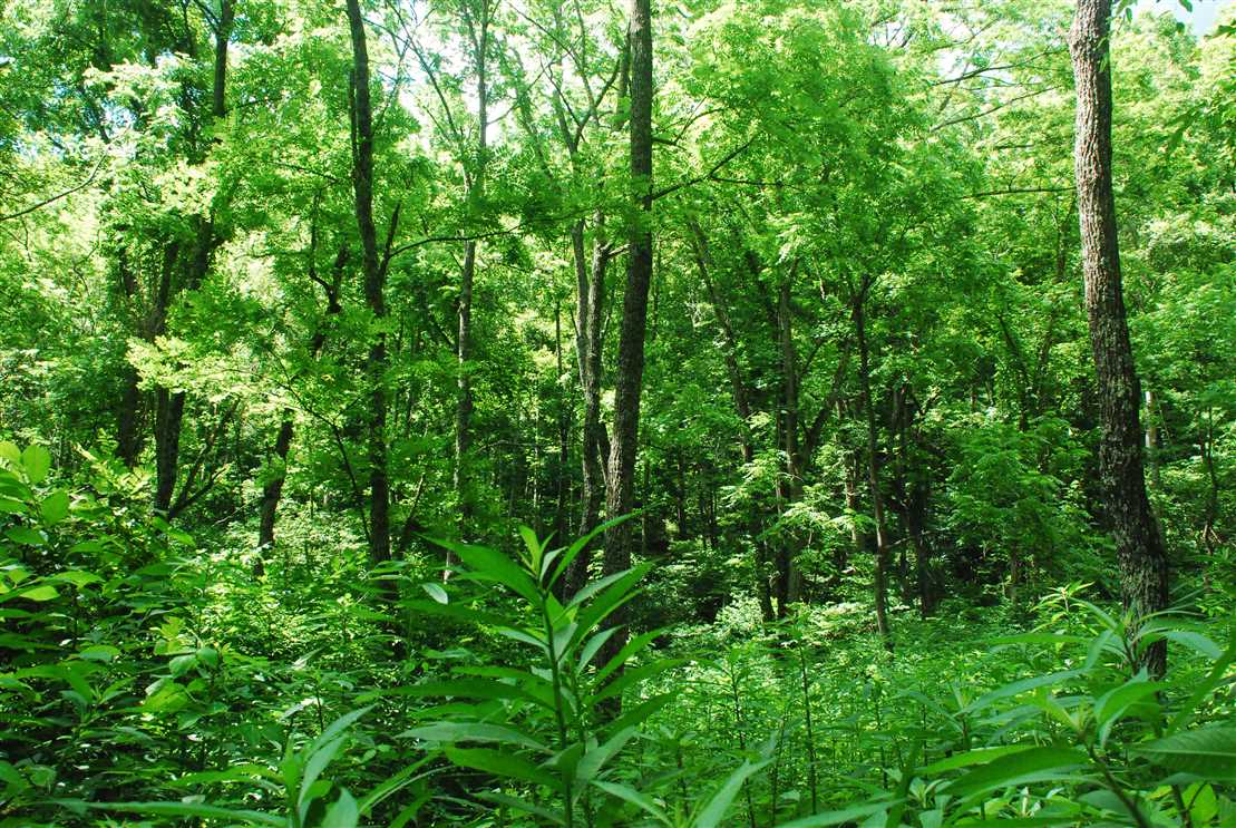 Houses and land for sale in North Carolina
