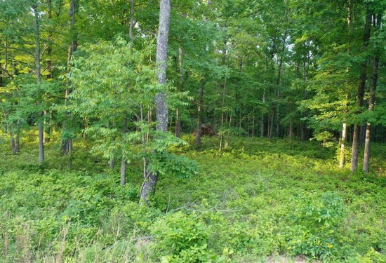 5.01 Acres of Land for Sale in humphreys County Tennessee