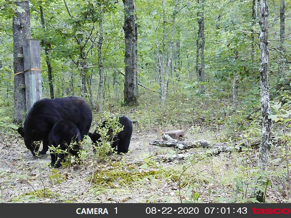 van buren County, Arkansas property for sale