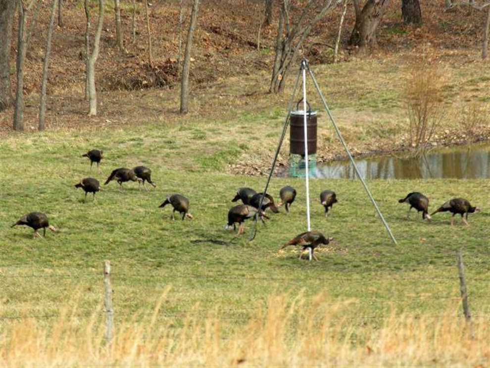 20 Acres of Land for sale in marion County, Arkansas