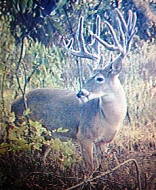 little river County, Arkansas property for sale