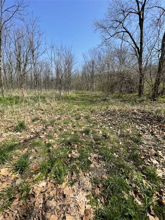 Land for sale. Black Walnut Plantation in Ohio County, IN has great future income potential with excellent recreation. Real estate listing