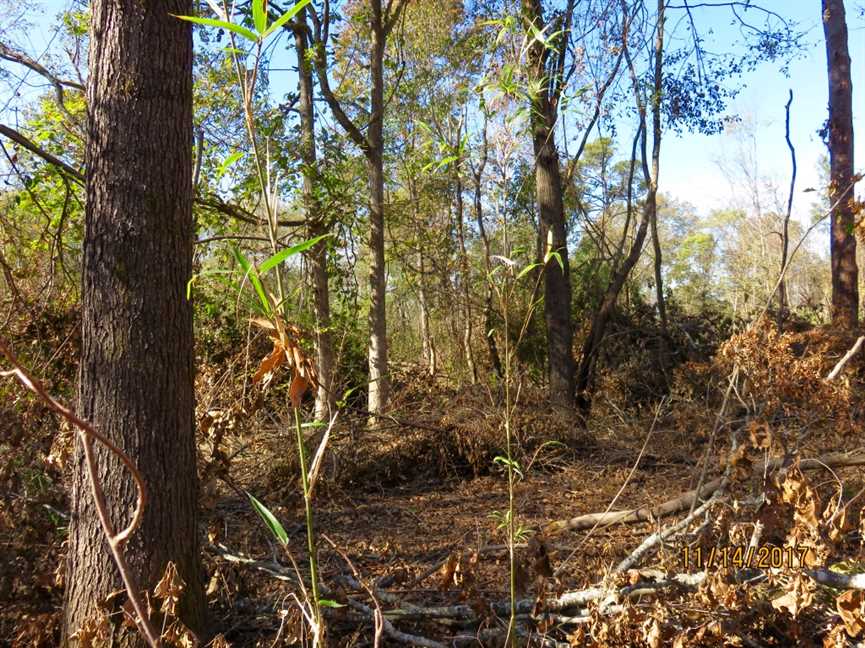 120 Acres of Recreational land for sale in Oak Grove, west carroll County, Louisiana