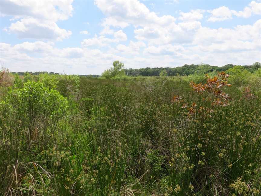 50 +/-  Acres of Beautiful Timber Land, Residential, Recreational, West Carroll Parish, LA 71263, near Oak Grove, LA Real estate listing