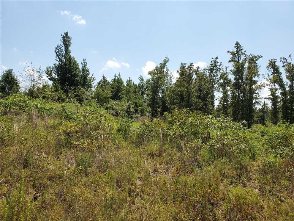 20+- Acres Clinton, Arkansas - Great Hunting - Deer and Turkey.  Utilities are close.  May be a great spot for a cabin. Cecil Oursbourn 501-679-1660 Real estate listing