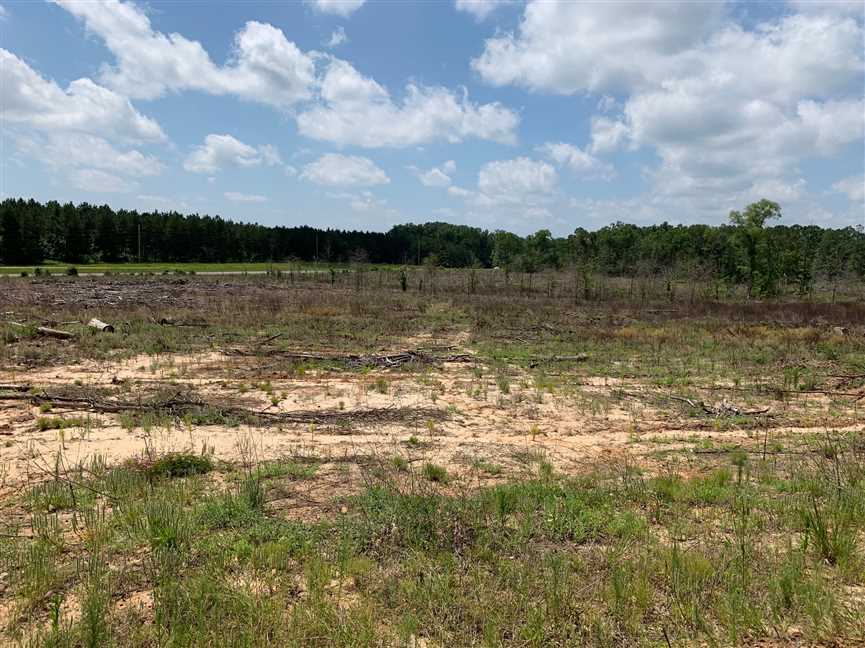 North Quitman West 167, Jackson Parish, 88 Acres +/- Real estate listing