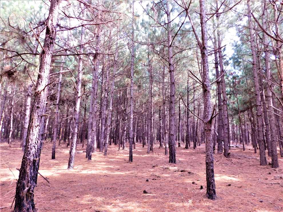 163 Acres of Land for sale in clarendon County, South Carolina