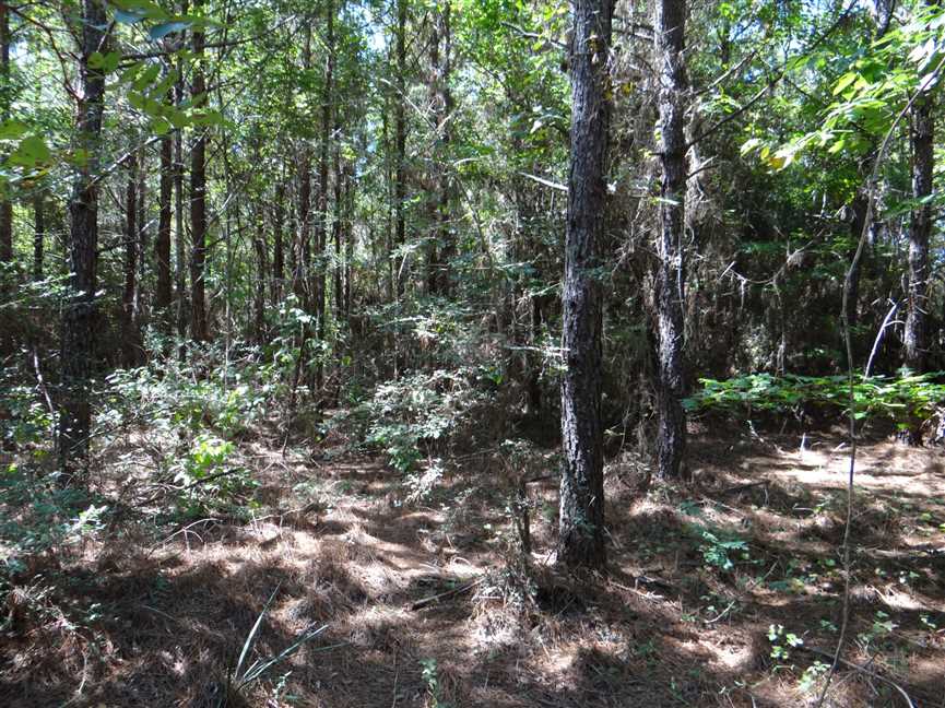 Black Lake Bayou Tract, Bienville Parish, 417 Acres +/- Real estate listing