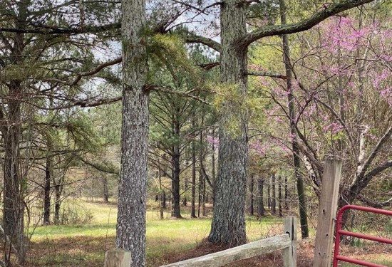 31.2 Acres of Land for Sale in lee County Mississippi