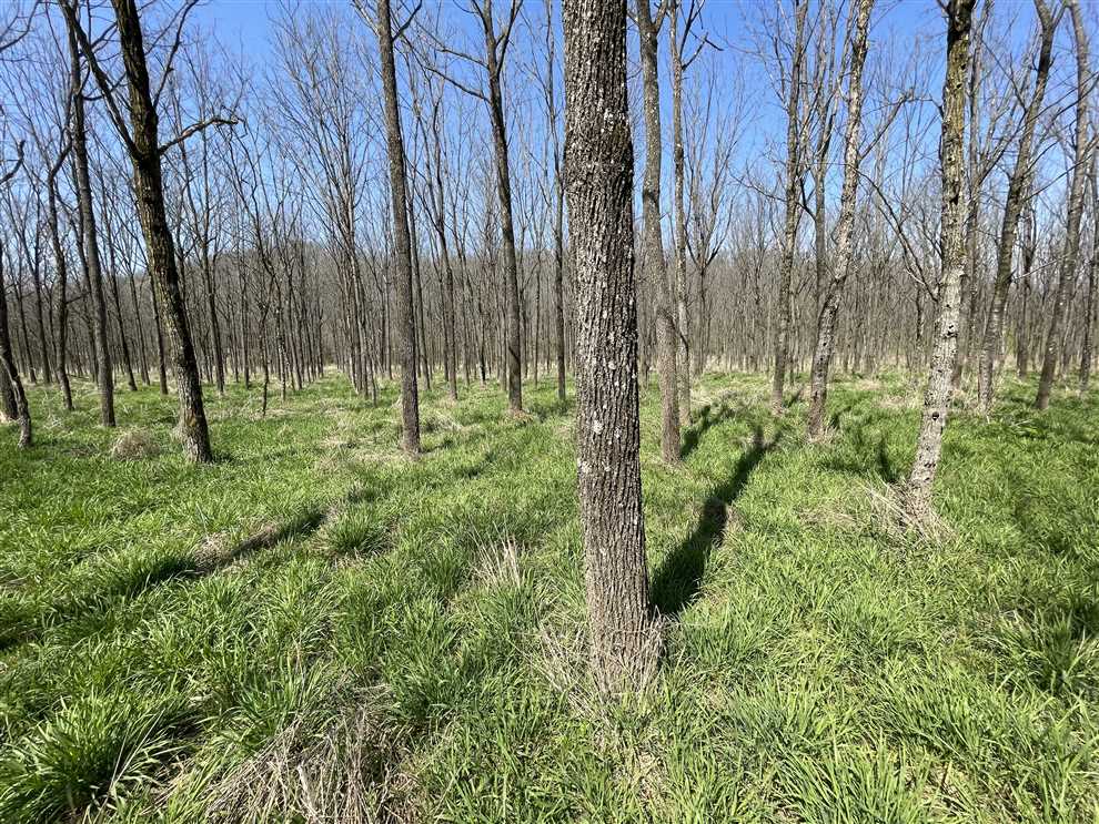 29 Acres of Land for sale in ohio County, Indiana