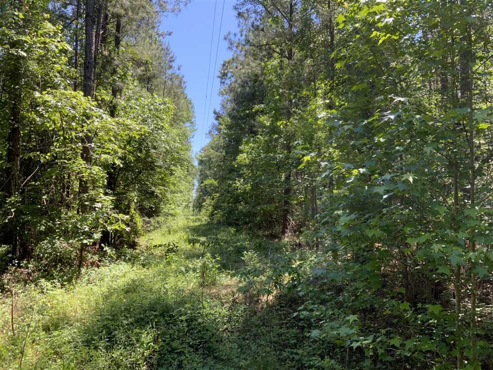 160 Acres of Land for sale in grant County, Louisiana