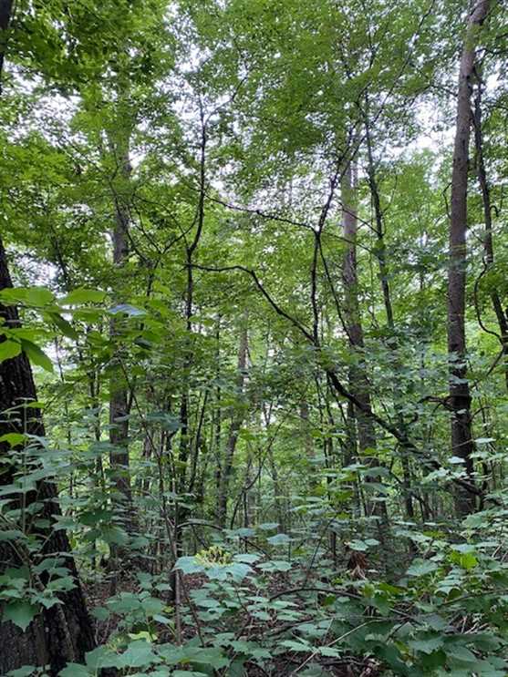 12.34+/-acres overlooking the beautiful Nickajack Lake. Real estate listing