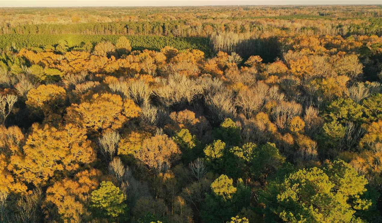 Hunting Tract Close to Starkville!!! Real estate listing