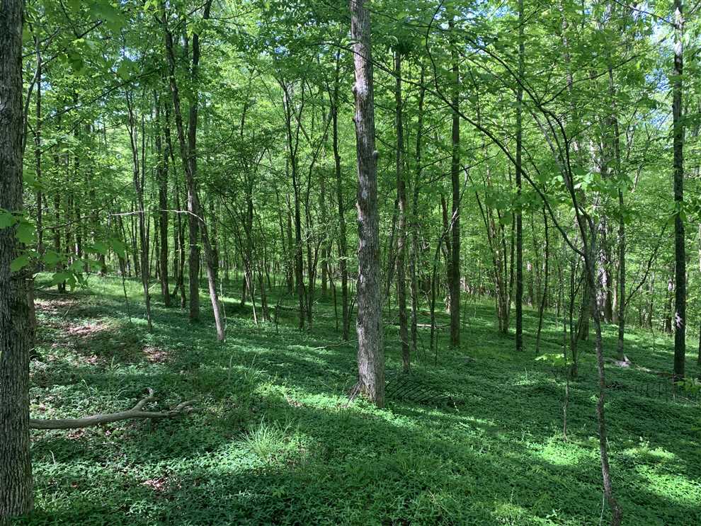 13.77 Acres of Residential land for sale in Franklinville, randolph County, North Carolina