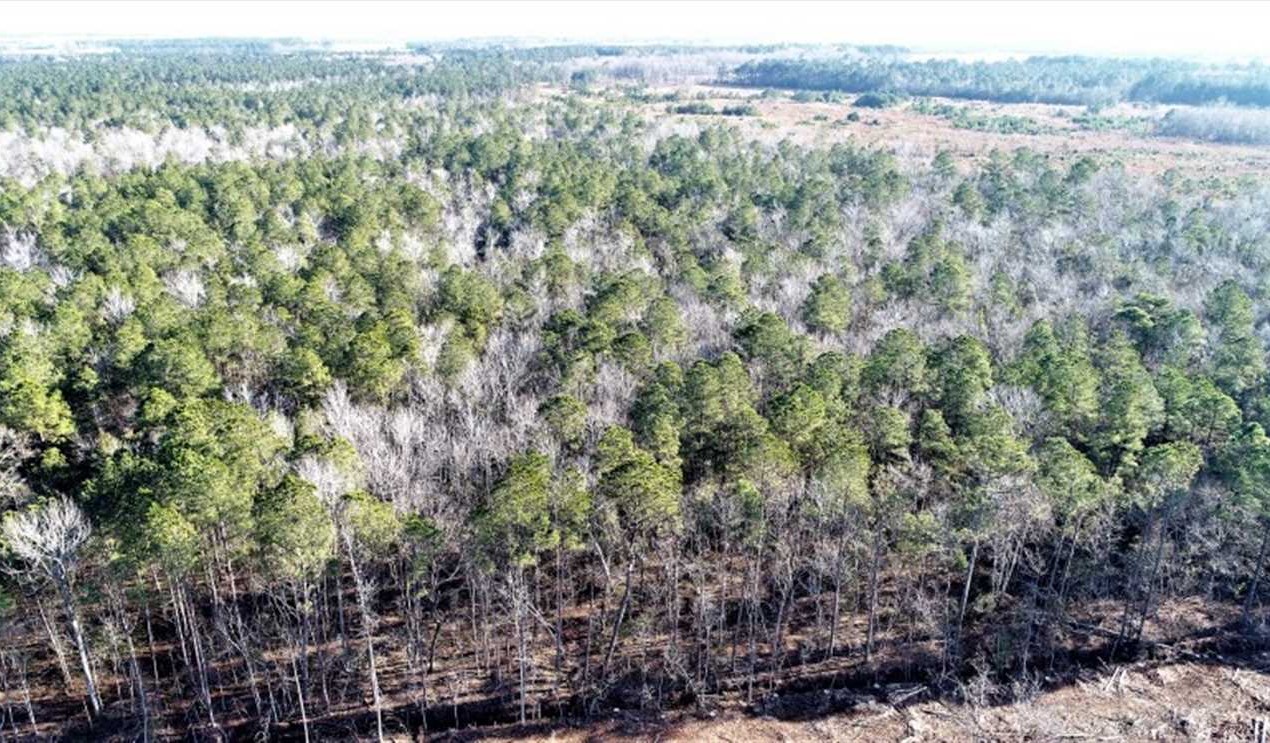 Grifton land available for purchase