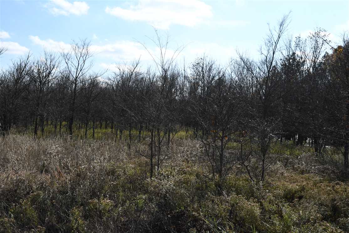 Land for sale at Shiloh Cemetery Road