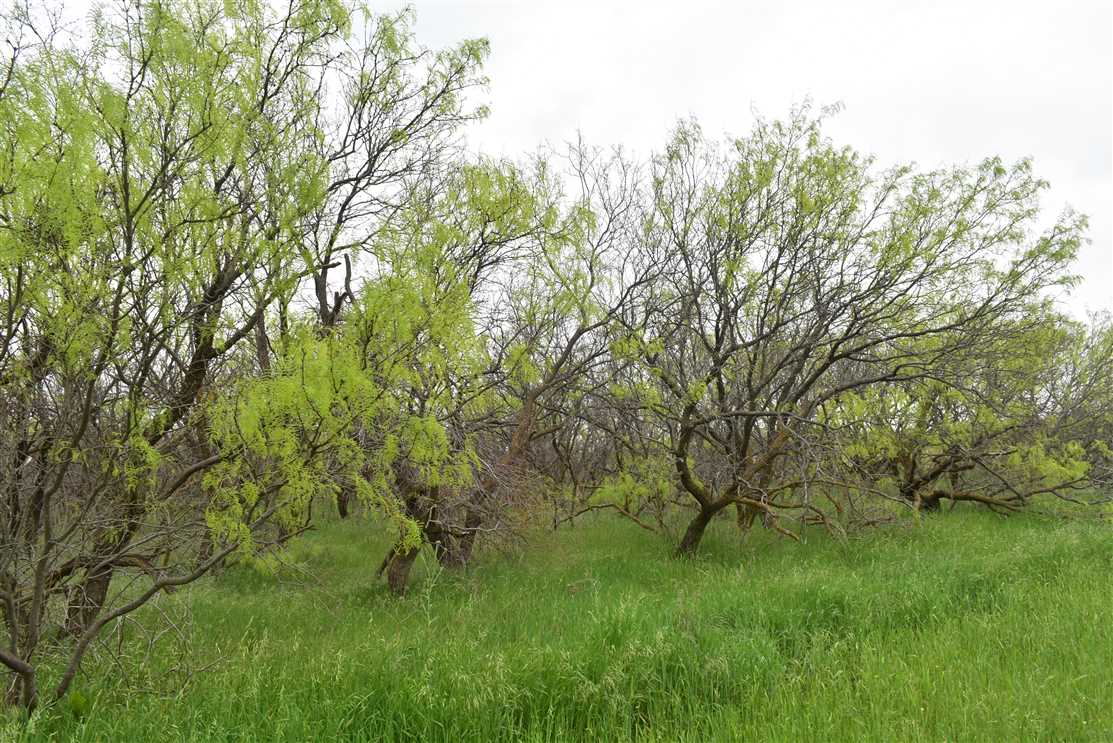 wichita County, Texas property for sale