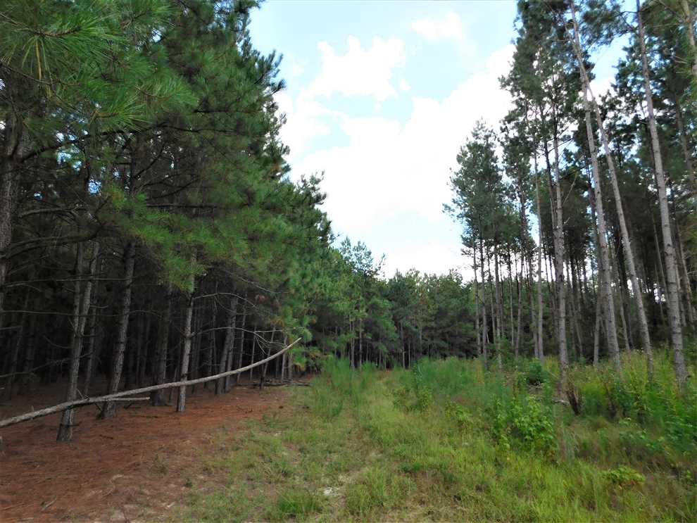 Residential and   property for sale on The Land Market
