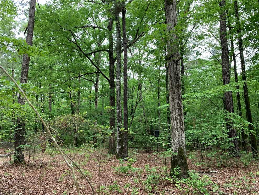 CCC Tract, Lincoln Parish, 20 Acres +/- Real estate listing