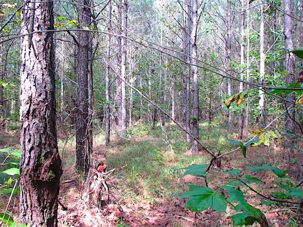 3 Acres of Land for sale in southampton County, Virginia