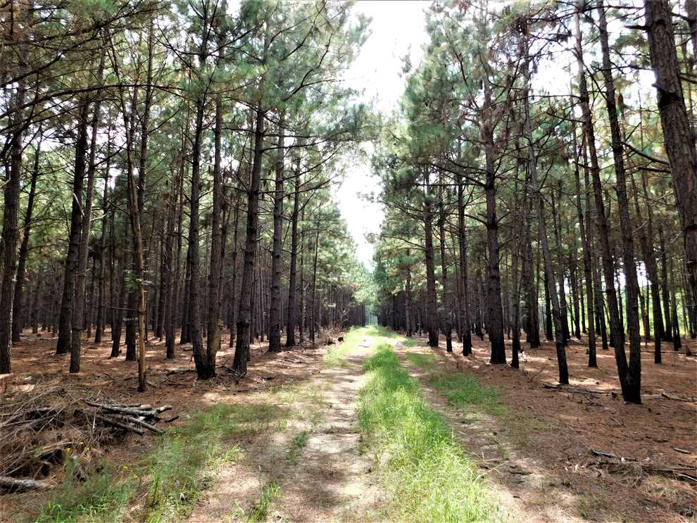Land for sale at 1498 Player Road