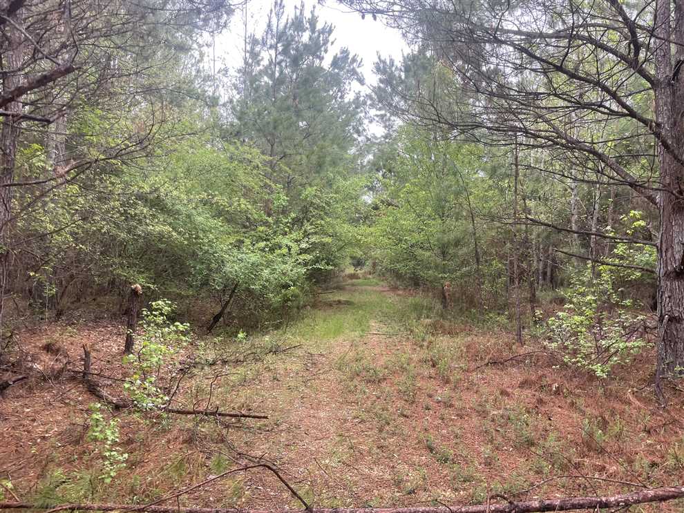 77+/- acres Residential Property in Marion County, AL Real estate listing