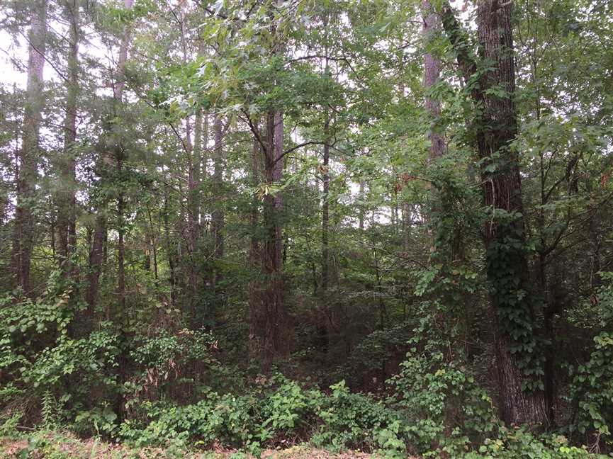 59.94 Acres of Recreational land for sale in Marion, union County, Louisiana