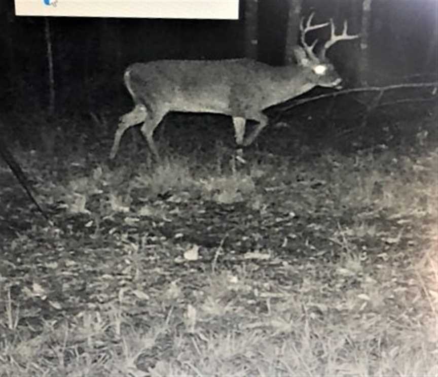 Castor Creek 79, Caldwell Parish, 79 Acres +/- Real estate listing