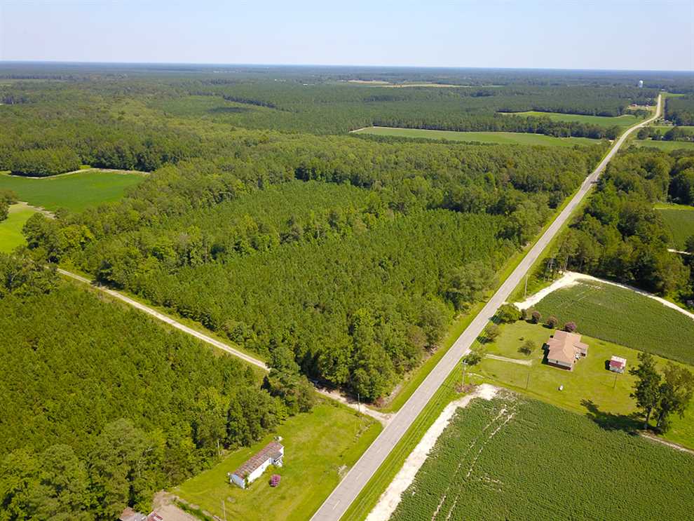 72 Acres of Timber and Hunting Land For Sale in Bertie County NC! Real estate listing