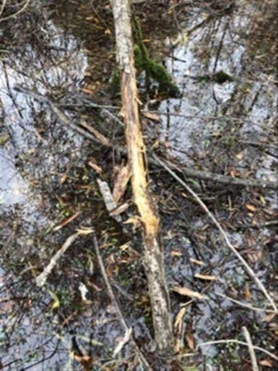 Land for sale to buy in 71435 zip code