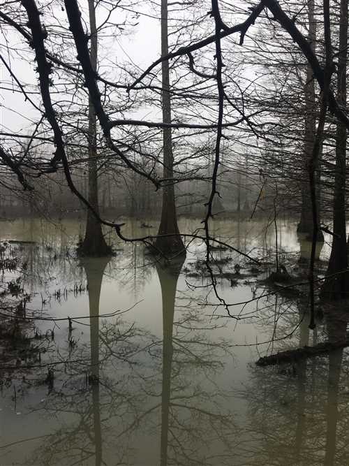 320 +/- Acres, Duck and Deer Hunters Affordable Dream Property with Village Creek running through it, Newport, AR Jackson Co. Real estate listing