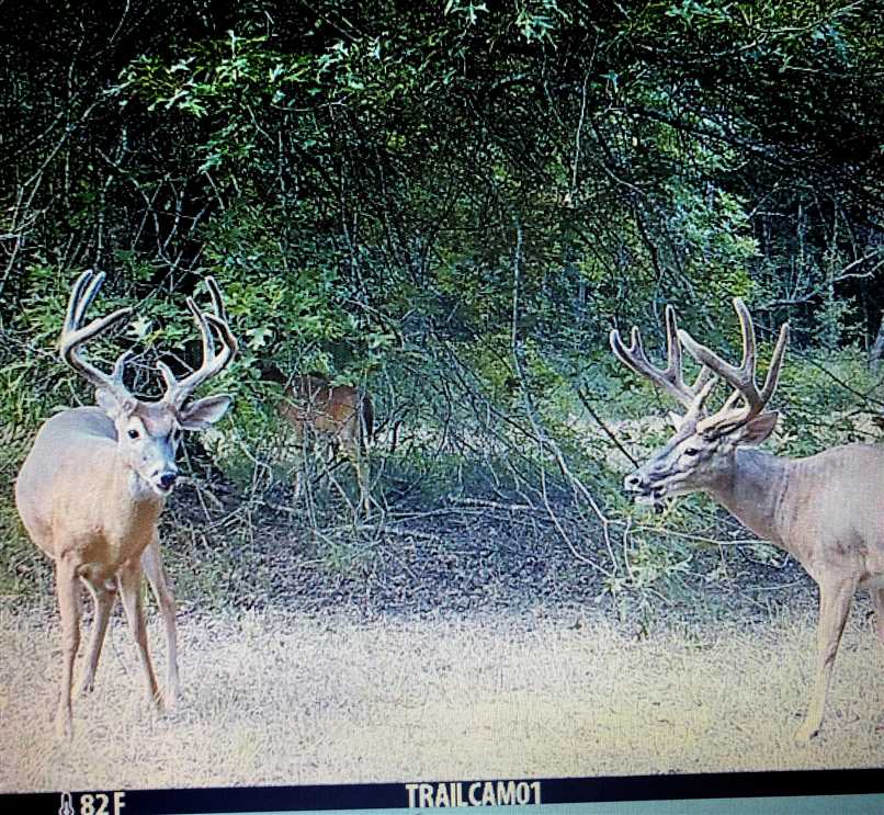 Land for sale at 2054 Pineywoods Road
