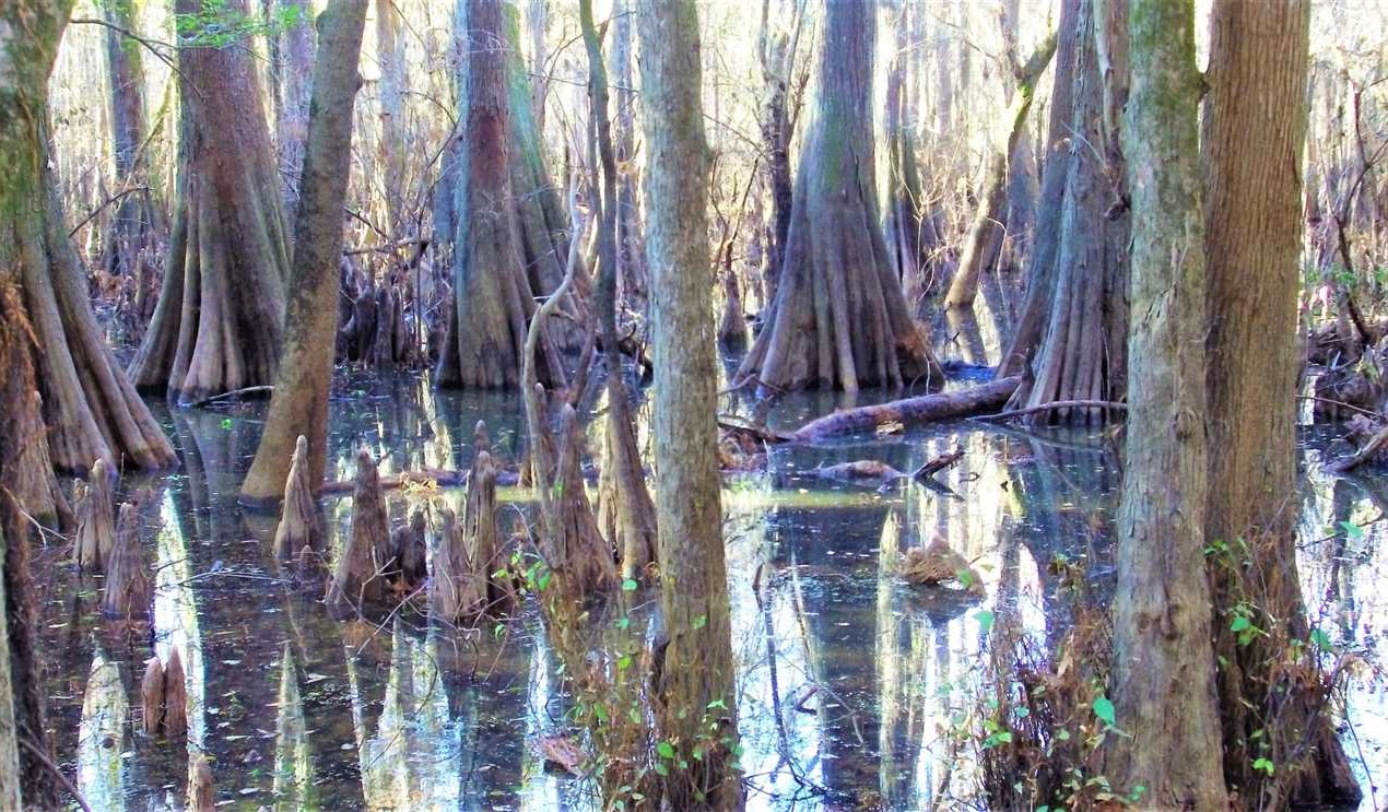 bossier County, Louisiana property for sale