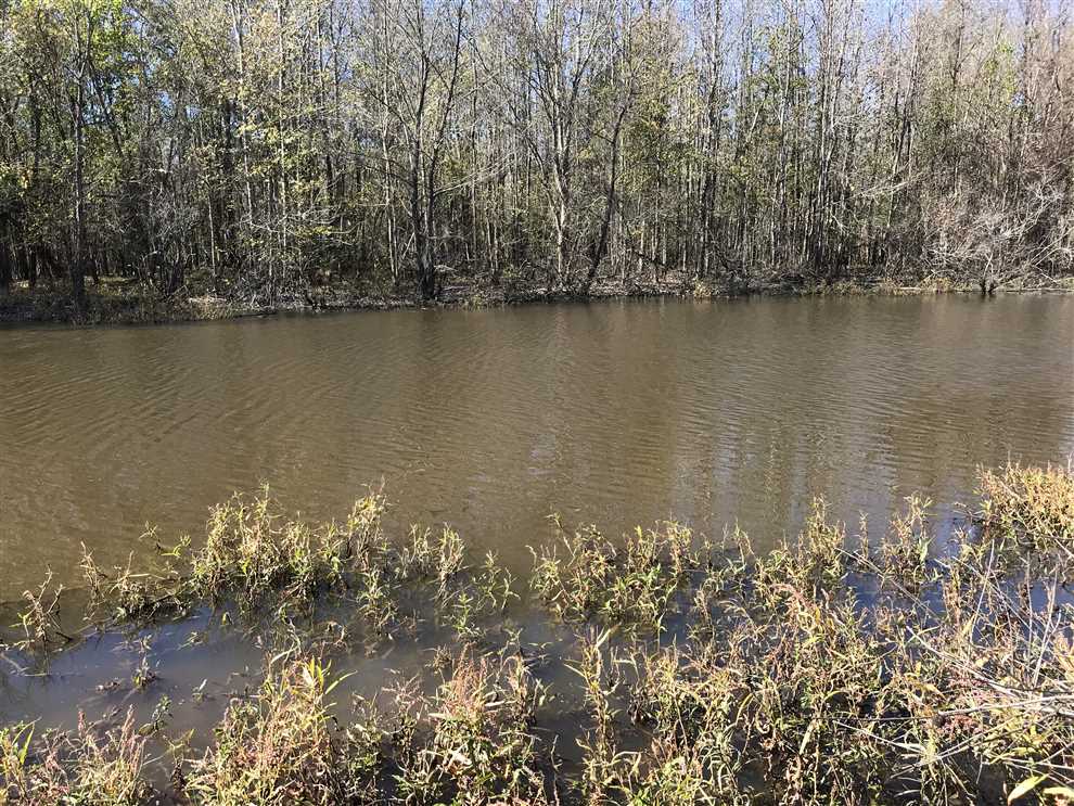 Timberland real estate available to buy