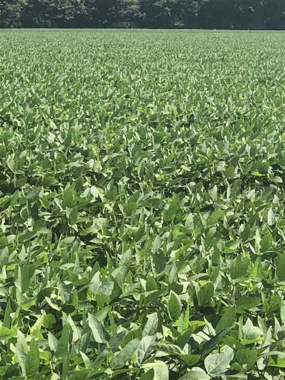 Farmland real estate available to buy