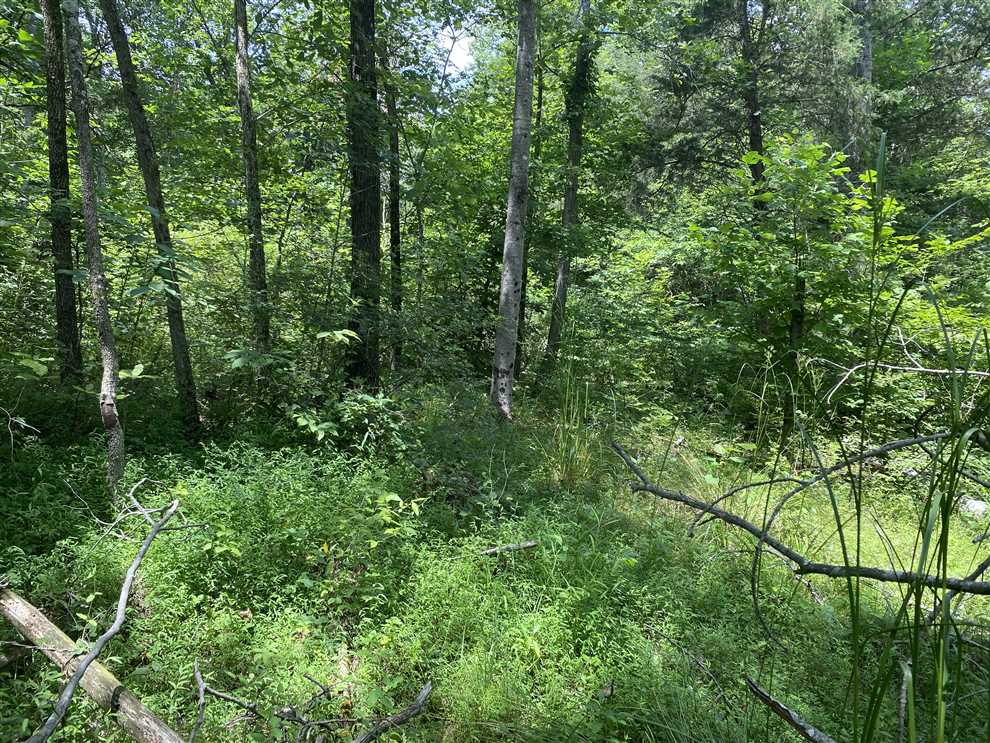 11.5 Acres of Land for Sale in orange County, Indiana